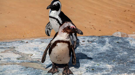 Pingüinos gays roban los huevos del nido de una pareja de lesbianas en su intento de ser padres