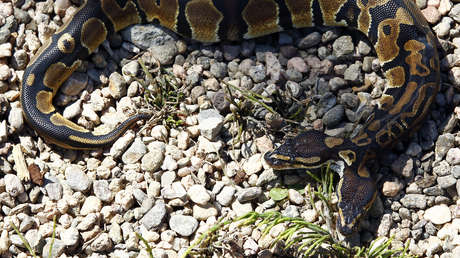 FOTOS: Un gato casero encuentra una rara serpiente de dos cabezas en EE.UU.