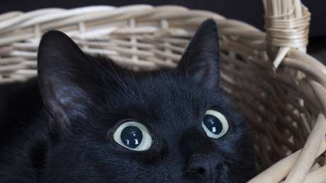 VIDEOS: Esta atlética gata es aficionada a saltar sobre un lugar específico de su casa sin importar lo que se ponga allí