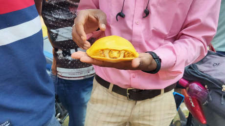 Encuentran en India una rara tortuga amarilla por segunda vez en un año (FOTOS)