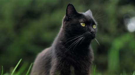Un gato desaparecido hace 8 años se reencuentra con su familia