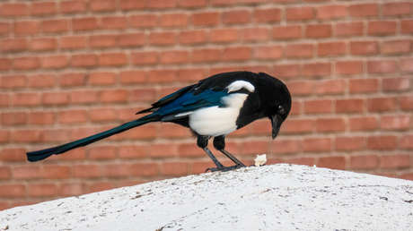 Crean un comedero para pájaros que da comida solo a cambio de chapas de botellas