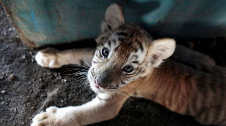 VIDEO: Cuatro cachorros de tigre dorado "extremadamente raros" nacen en un zoo de China