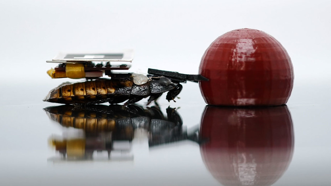 VIDEO: Crean cucarachas cíborg que en el futuro podrán ser útiles en casa