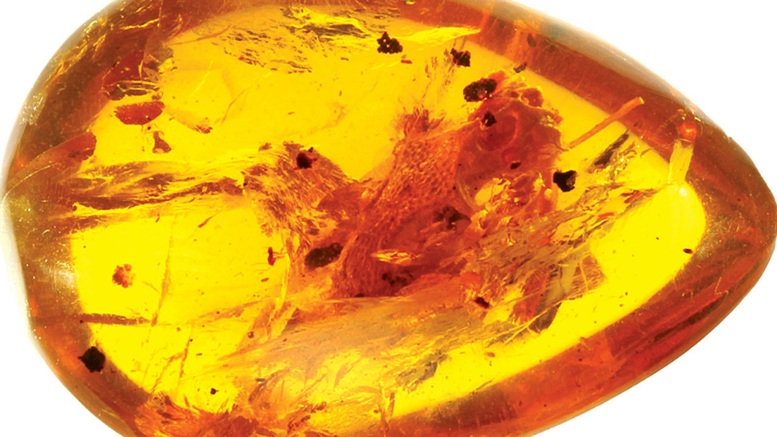 Un camaleón de hace 99 millones de años, descubierto en ámbar, resulta ser un anfibio con lengua "balística" (VIDEO)