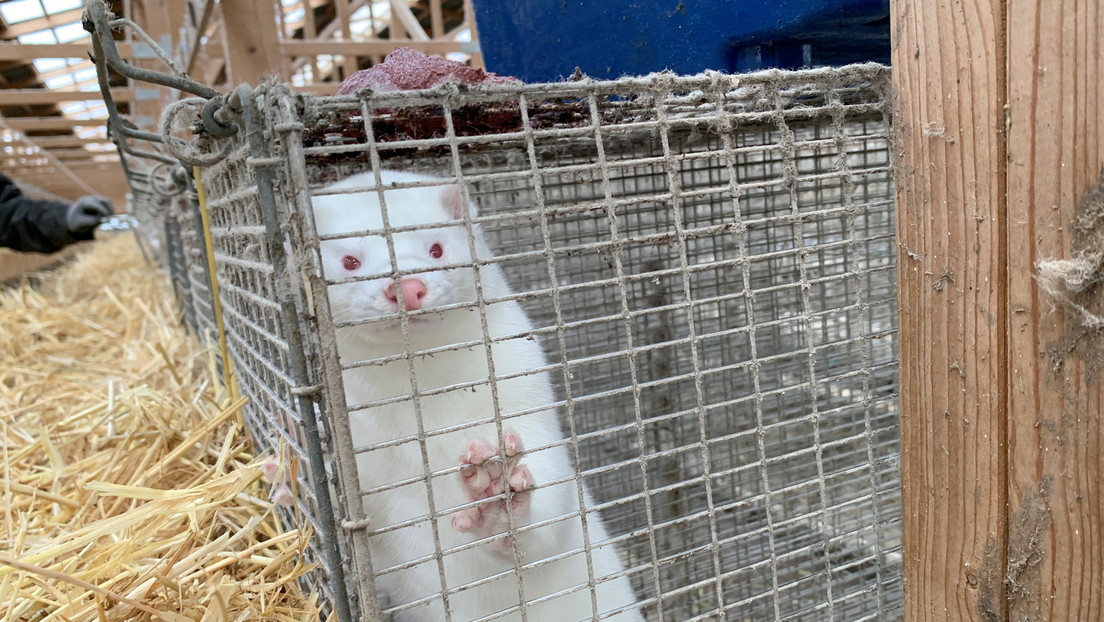 La OMS informa de casos de coronavirus mutado de visones en seis países ya, España, EE.UU. e Italia entre ellos