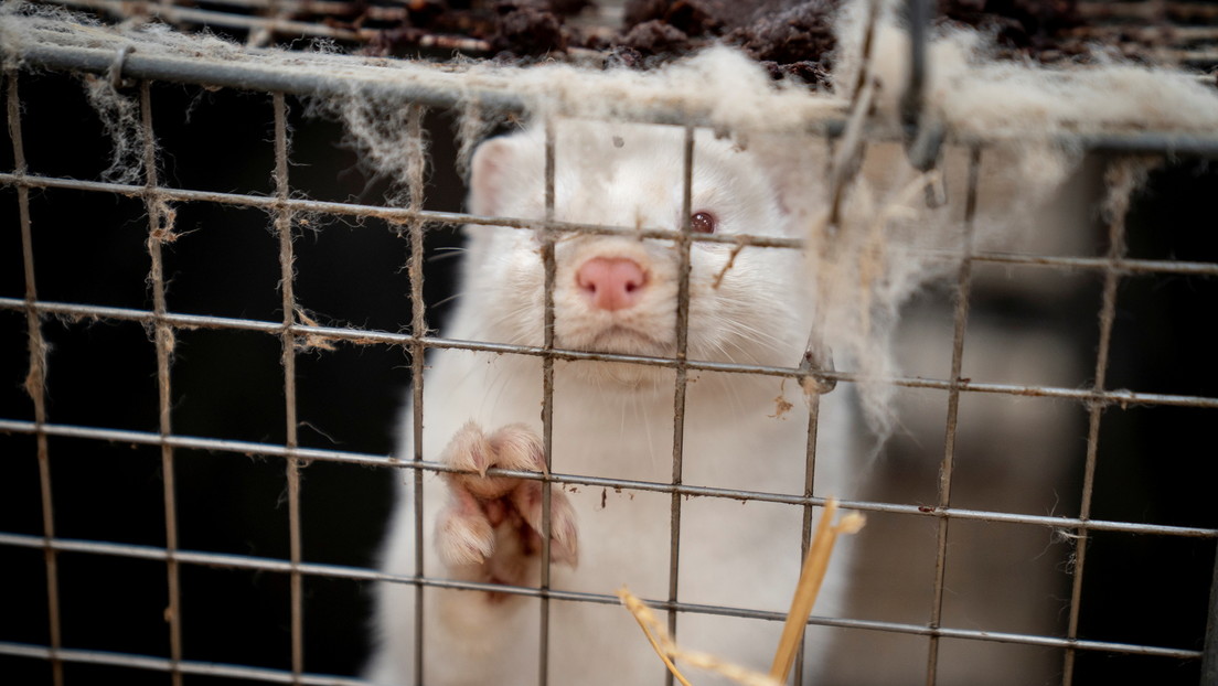 El Reino Unido prohíbe el acceso de aviones, barcos y camiones provenientes de Dinamarca debido a la nueva mutación del coronavirus