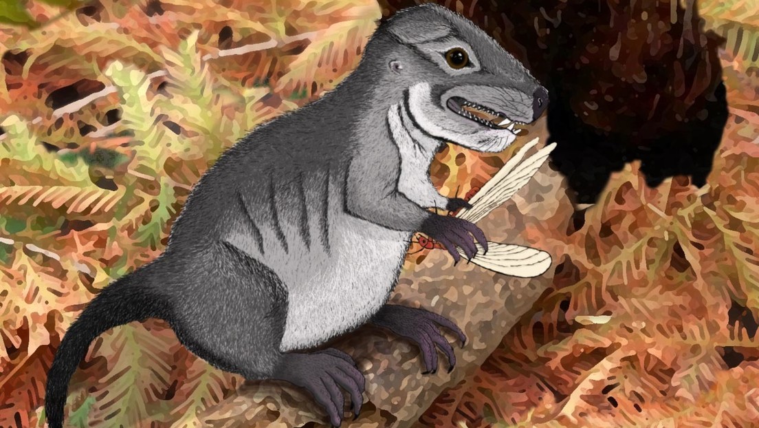 Descubren una nueve especie precursora de los mamíferos contemporáneos que vivió hace más de 220 millones de años