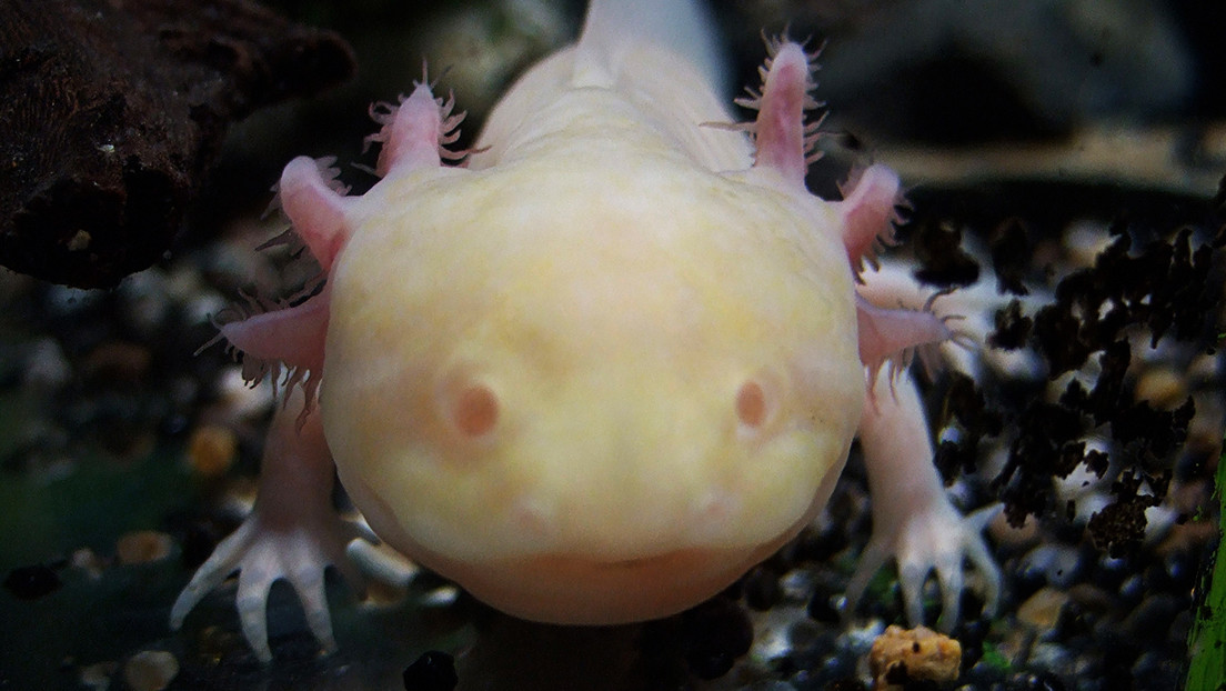 El ajolote ya tiene su museo en México