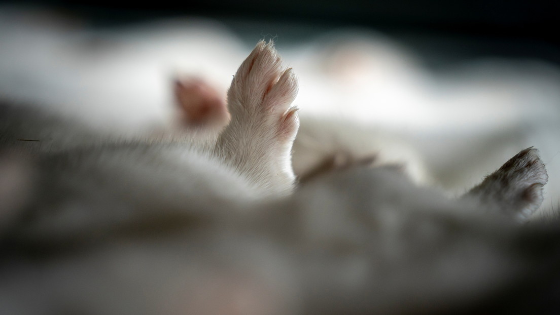 El principal epidemiólogo de EE.UU habla sobre la mutación del covid-19 detectada en las granjas de visones de Dinamarca