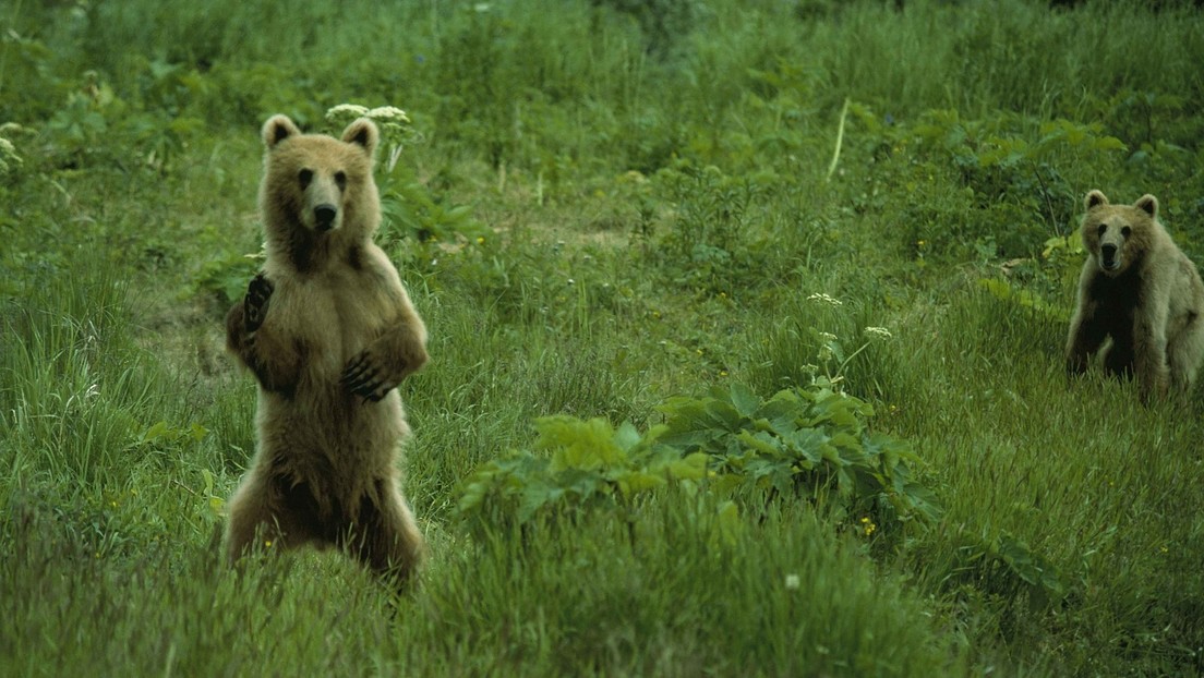 VIDEO: Una mamá osa se pone de pie para mostrarle a unos cazadores sus 2,5 metros de altura