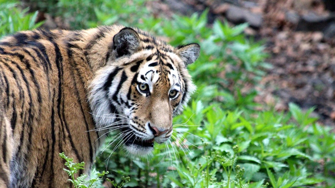 ¡Aquí hay gato encerrado!: Este 'tigre' caminando por una ciudad china no es lo que parece (VIDEO)