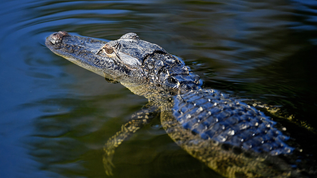 VIDEOS: Cocodrilos invaden las calles de Tabasco en medio de las inundaciones que afectaron el sureste de México