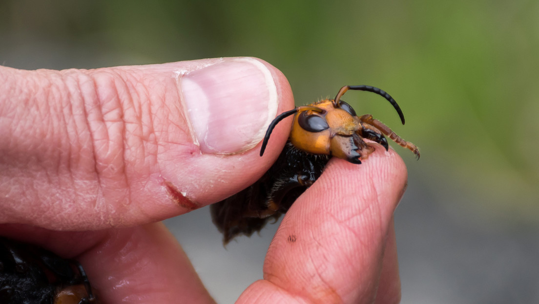 Encuentran avispones asiáticos 'asesinos' en Canadá y crece la preocupación por su invasión en Norteamérica