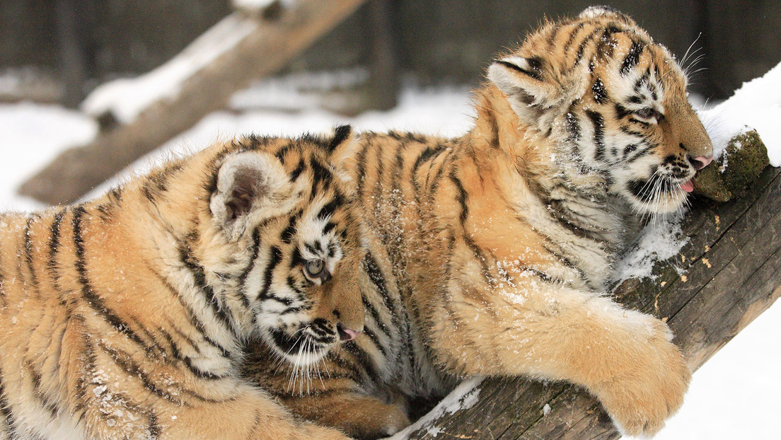 VIDEOS: Captan a dos cachorros de tigre 'posando' en una carretera del Lejano Oriente ruso