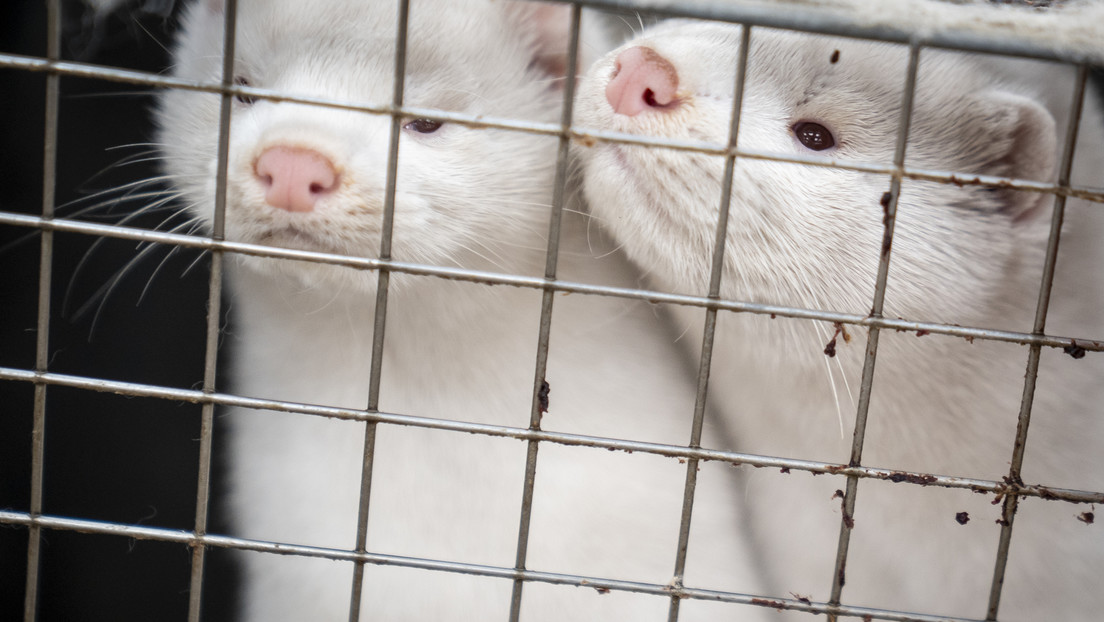 Dimite el ministro de Agricultura danés por la orden ilegal de sacrificar 17 millones de visones por mutación del coronavirus