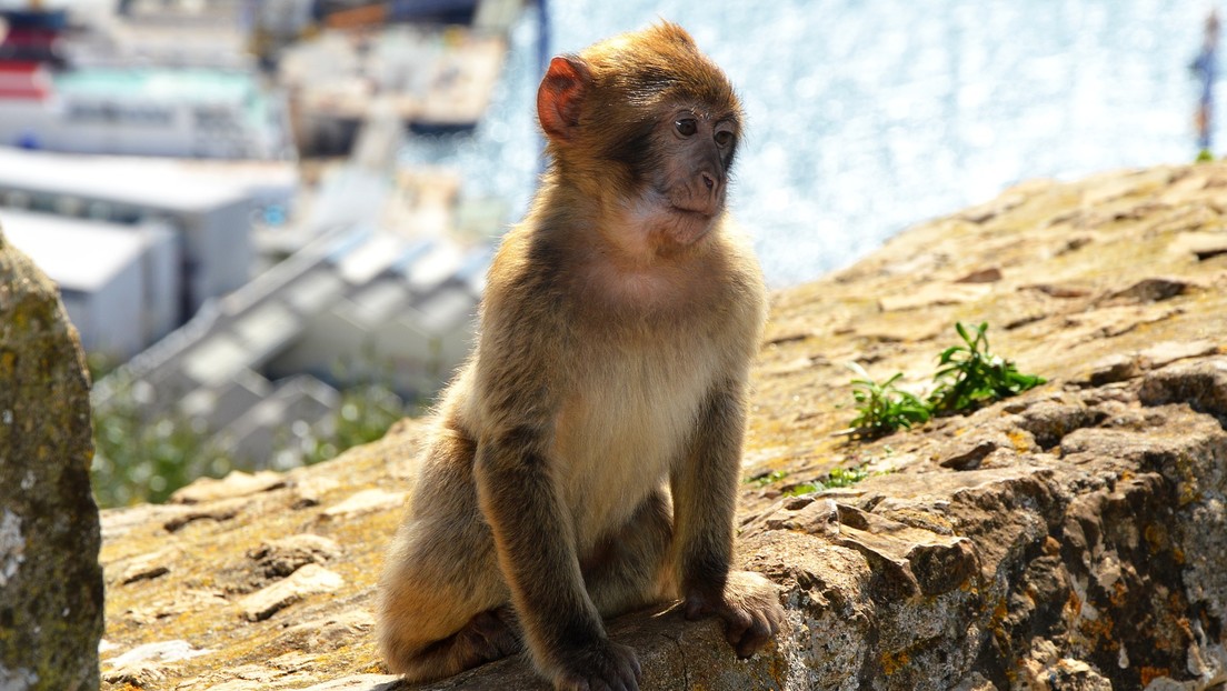 VIDEO: Mono salvaje sorprende a una mujer al ayudarla a 'lavar' su ropa a mano