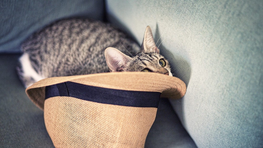 ¿En qué sombrero está el gato?: solo 36 % de las personas pueden resolver este acertijo de simple lógica (VIDEO)