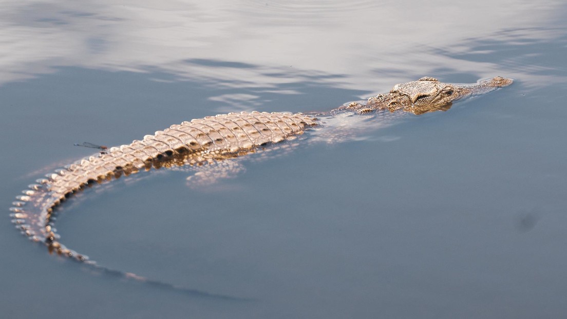 VIDEO: Captan el momento en que un "monstruoso" cocodrilo intimida a un tiburón