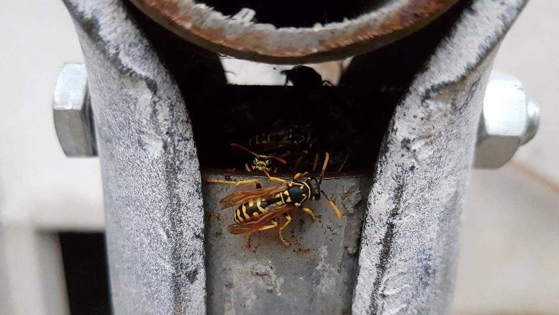 "Una amenaza para la aviación": identifican la forma en la que las avispas pueden derribar aviones