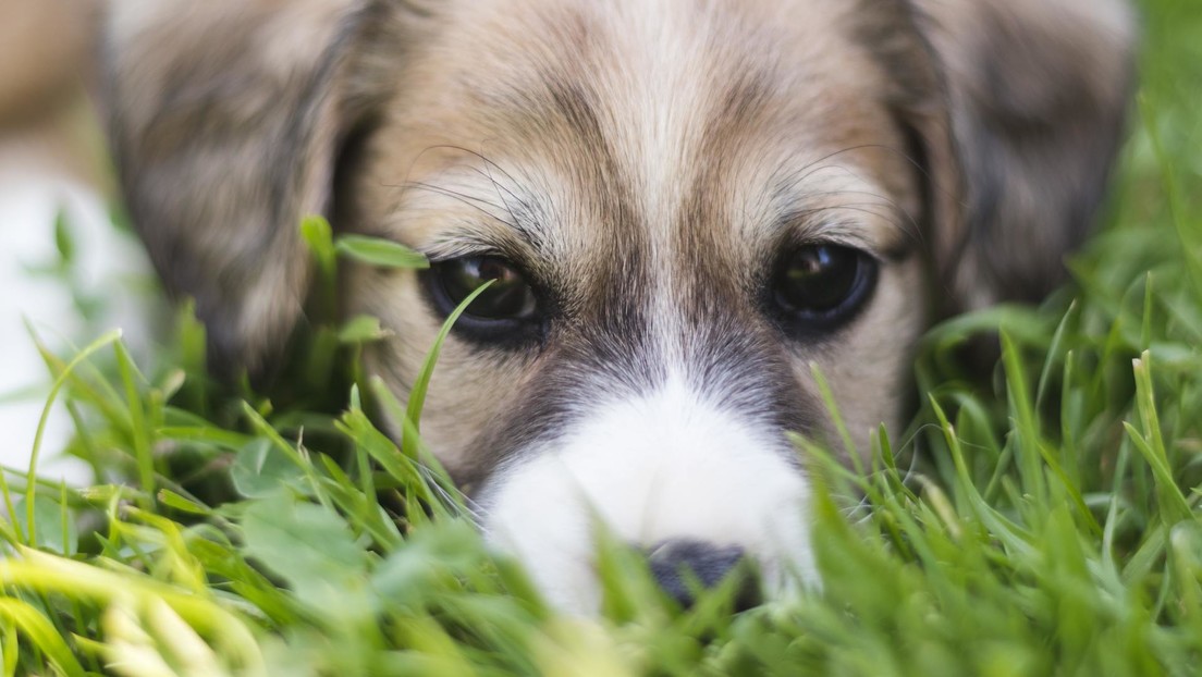 Un perro lucha por despertar a su hermano atropellado por un auto, incluso después de ver a su dueño enterrarlo (VIDEO)