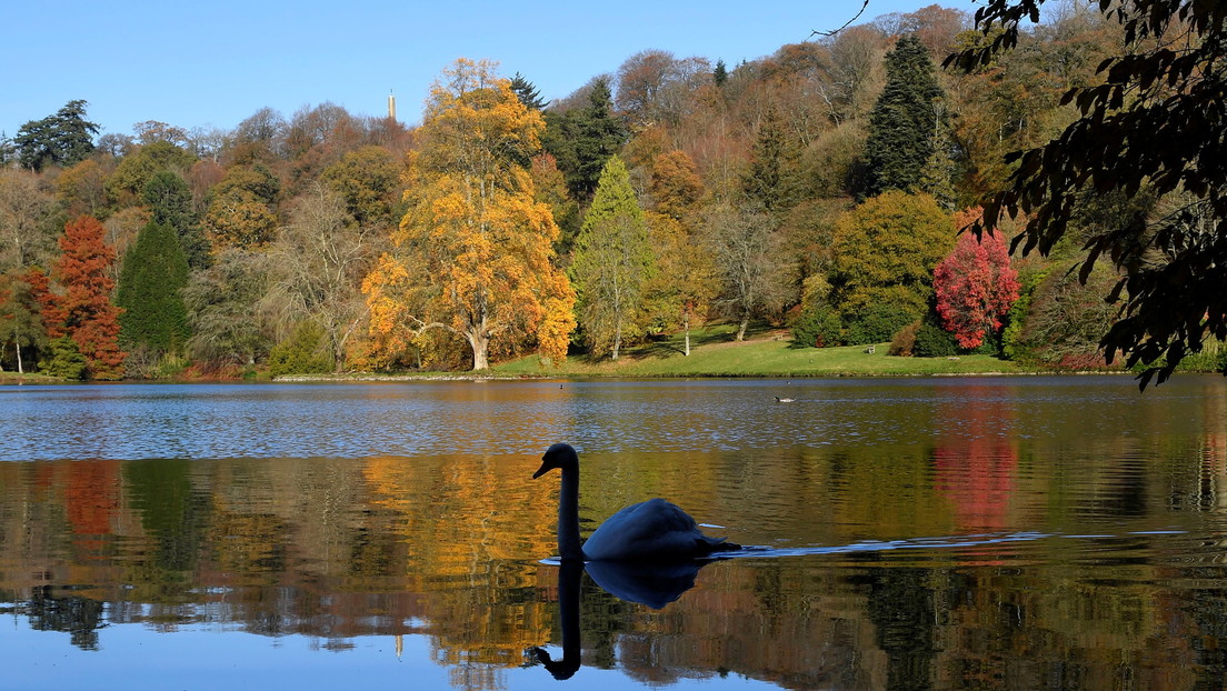 "Fue terrible verlo": Reportan extrañas muertes de cisnes en el Reino Unido tras sangrar por las fosas nasales y nadar en círculos
