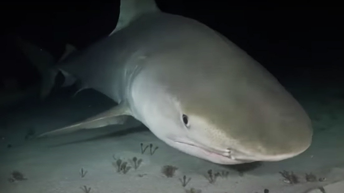 El inusual pez que devora todo y a todos en el triángulo de las Bermudas e incluso puede atacar a submarinos