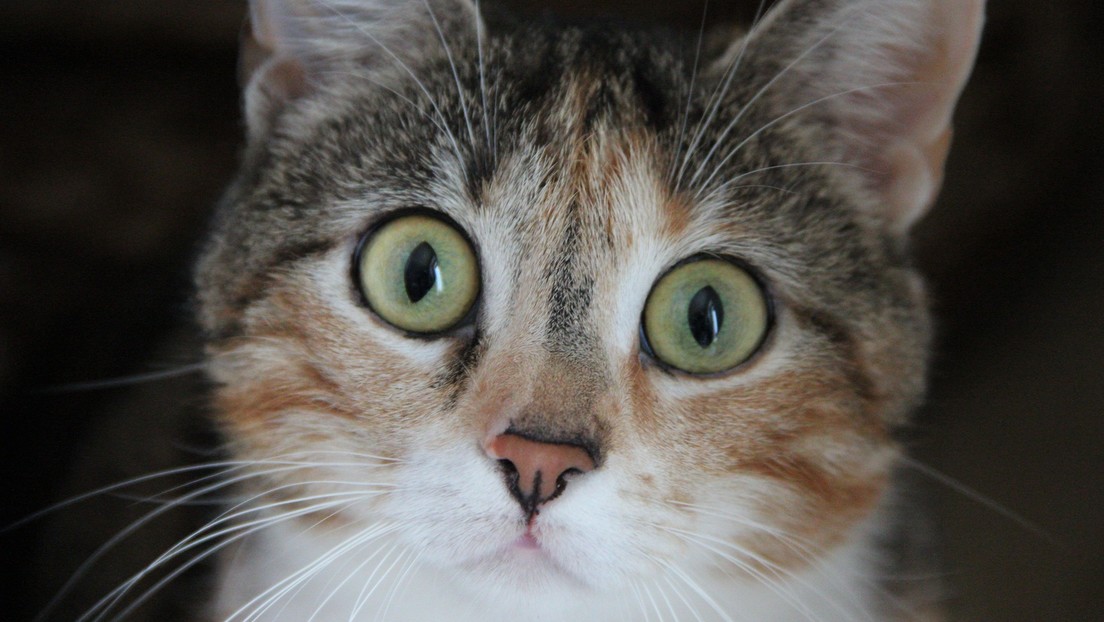 VIDEO: La cara de un gato al ver a su dueño acariciando a otro felino conquista a la Red