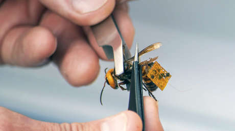 El método "de vanguardia" utilizado para infiltrarse en el primer nido de avispones asiáticos 'asesinos' hallado en EE.UU. y destruirlo