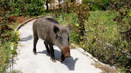 VIDEO: Un enorme jabalí de cerca de 200 kilos irrumpe en una tienda en China