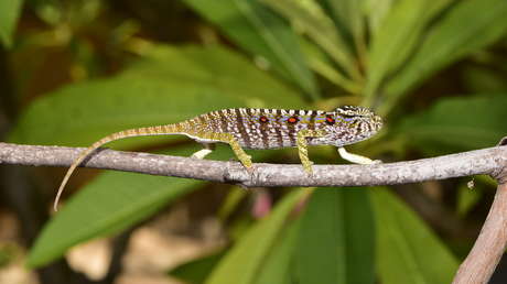 Reaparece en el lugar más inesperado una especie de camaleón de Madagascar perdida durante más de 100 años