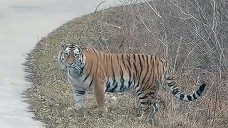 Inspectores forestales chinos se encuentran con un tigre siberiano y quedan aterrorizados