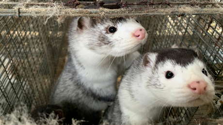 "Se podría iniciar una nueva pandemia en Dinamarca": Científicos advierten de las consecuencias de la mutación del coronavirus en los visones