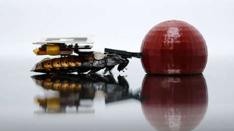 VIDEO: Crean cucarachas cíborg que en el futuro podrán ser útiles en casa