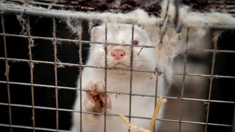 El Reino Unido prohíbe el acceso de aviones, barcos y camiones provenientes de Dinamarca debido a la nueva mutación del coronavirus