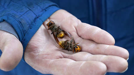 "Justo a tiempo": hallan cerca de 200 reinas de avispones 'asesinos' en el primer nido destruido en EE.UU.