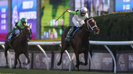 Un estudio compara el dolor que sienten caballos y humanos al impacto de la fusta