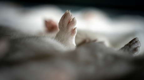 El principal epidemiólogo de EE.UU habla sobre la mutación del covid-19 detectada en las granjas de visones de Dinamarca