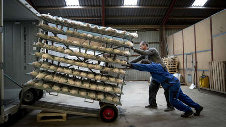 Experto: La mutación del covid-19 en los visones muestra que puede "saltar de un lado a otro entre humanos y animales"