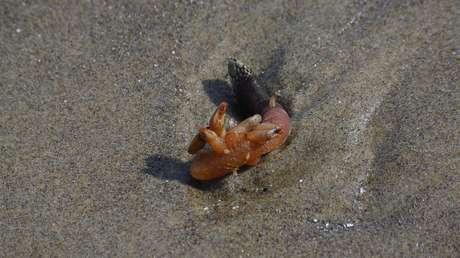 ¿Una lengua marina?: Hallan un raro organismo en una playa australiana