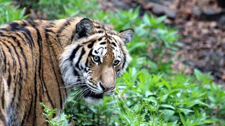 ¡Aquí hay gato encerrado!: Este 'tigre' caminando por una ciudad china no es lo que parece (VIDEO)