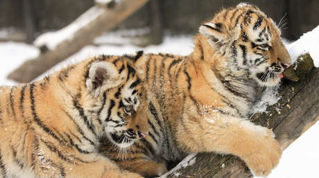 VIDEOS: Captan a dos cachorros de tigre 'posando' en una carretera del Lejano Oriente ruso