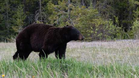 VIDEO: Una familia capta el momento en que un oso negro sube al capó de su coche en un parque de China