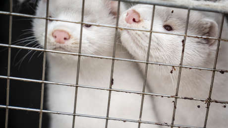 Dimite el ministro de Agricultura danés por la orden ilegal de sacrificar 17 millones de visones por mutación del coronavirus