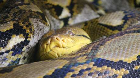 VIDEO: Aldeanos patean y golpean con palos a una pitón para salvar a un gato callejero