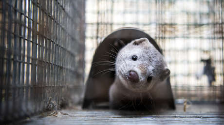 Dinamarca anuncia que la mutación del covid-19 encontrada en visones del país está "probablemente erradicada"