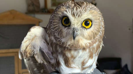 Encuentran un búho vivo en el mayor árbol de Navidad de Nueva York