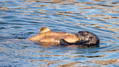 FOTO: Una nutria marina atrapa un tiburón con sus garras
