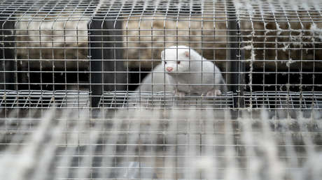 Irlanda ordena el sacrificio de visones ante el temor de la nueva cepa del coronavirus pese a no haberse encontrado animales infectados