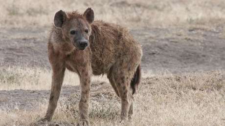 Hienas arrastran a un anciano desde su cama y lo mutilan hasta matarlo